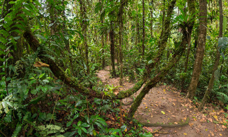 Milpe Bird Sanctuary Reserve 2