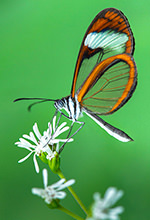 San Jorge Tandayapa Butterfly