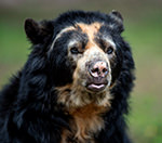 Spectacled Bear San Jorge Tandayapa