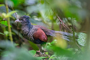Banded Ground cuckoo