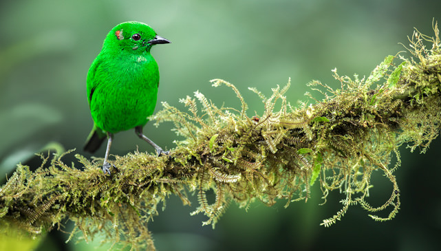 Glistening green Tanager 5