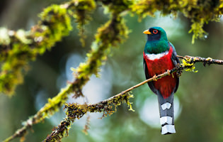 Masked Trogon 4