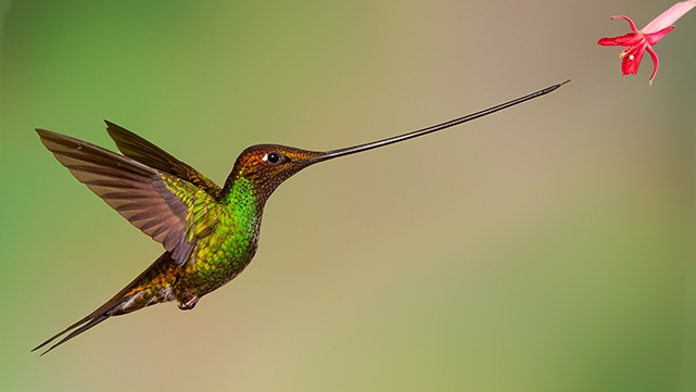 Sword billed Hummingbird Quito2