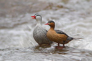 Torrent Duck