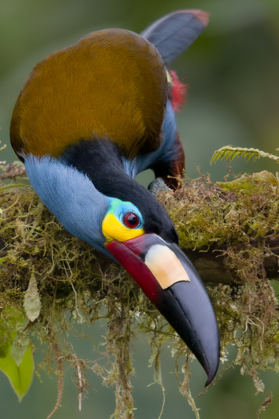 Plate billed Mountain Toucan Tandayapa Ecuador