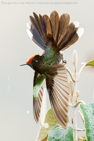 Rainbow bearded Thornbill Jorge Luis Cruz Alcivar