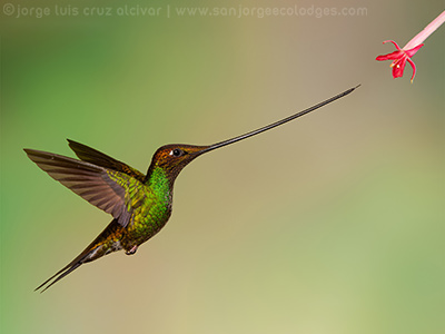 Sword billed Hummingbird 4 Jorge Luis Cruz Alcivar