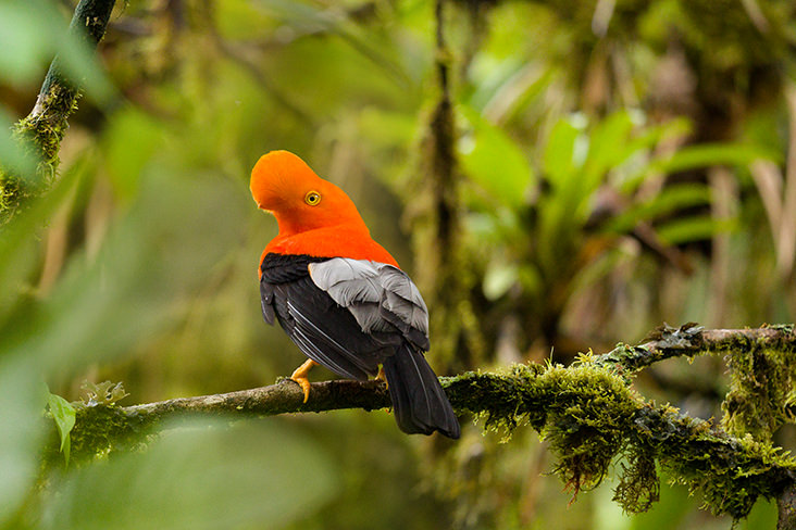 Cock of the rock Amazon Ecuador