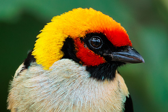 Flame faced Tanager Jorge Luis Cruz Alcivar