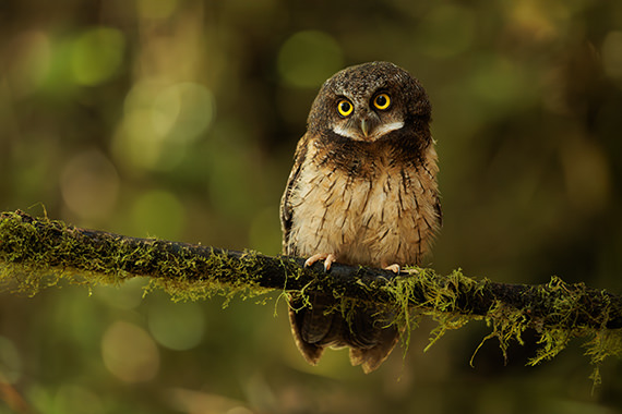 White throated Screech Owl Jorge Luis Cruz Alcivar