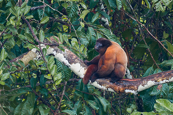 Woolly Monkey Ecuador 2