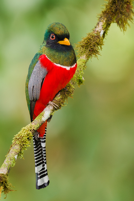 Collared Trogon 2 Jorge Luis Cruz Alcivar