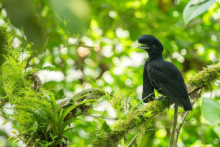 Long wattled Umbrellabird Ecuador