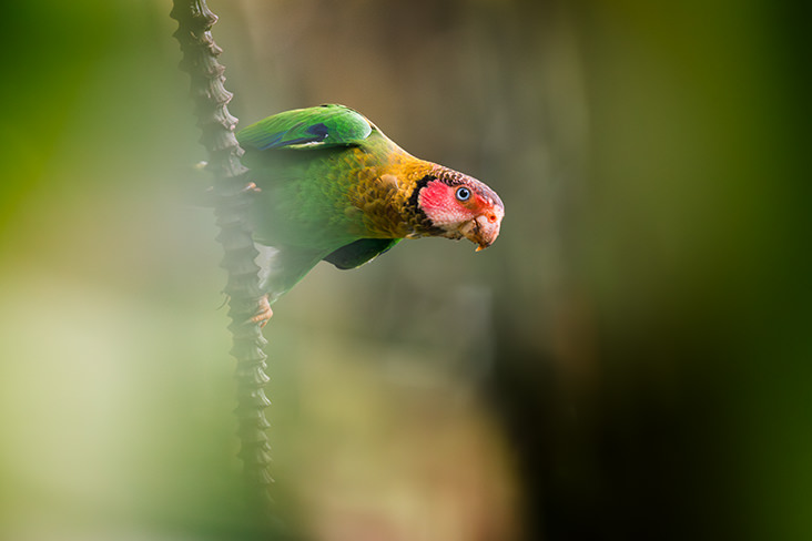 Rose faced Parrot Jorge Luis Cruz Alcivar