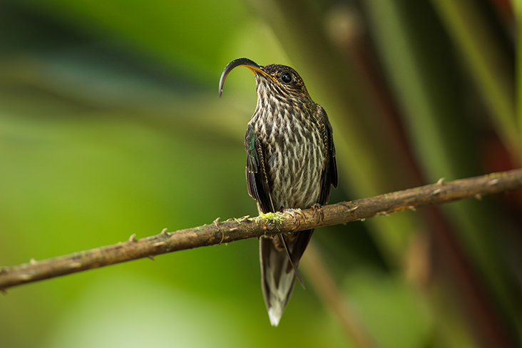 White tipped Sicklebill Jorge Luis Cruz Alcivar