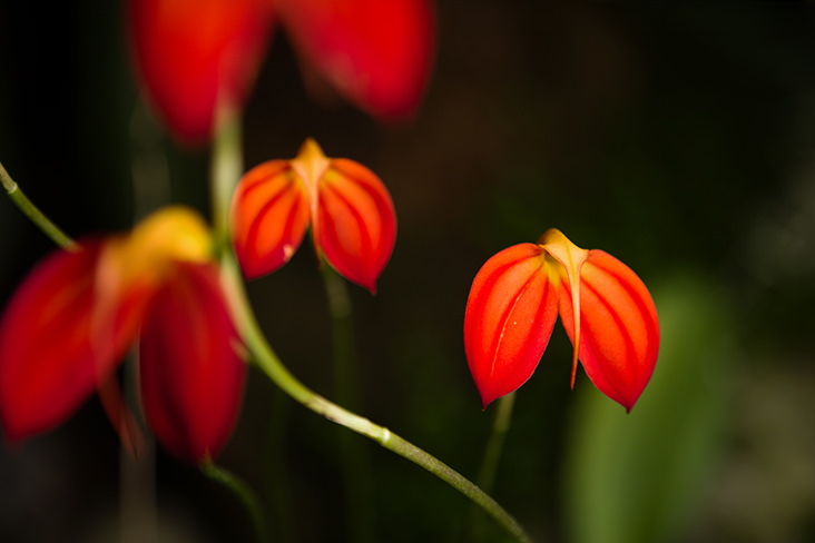 Masdevalia Orchid Ecuador