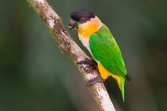 Black headed Parrot