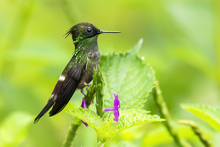 Butterfly Coquette Jorge Luis Cruz Alcivar 3