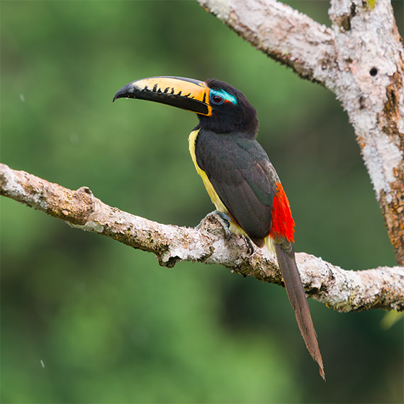 Lettered Aracari Amazonia Ecuador