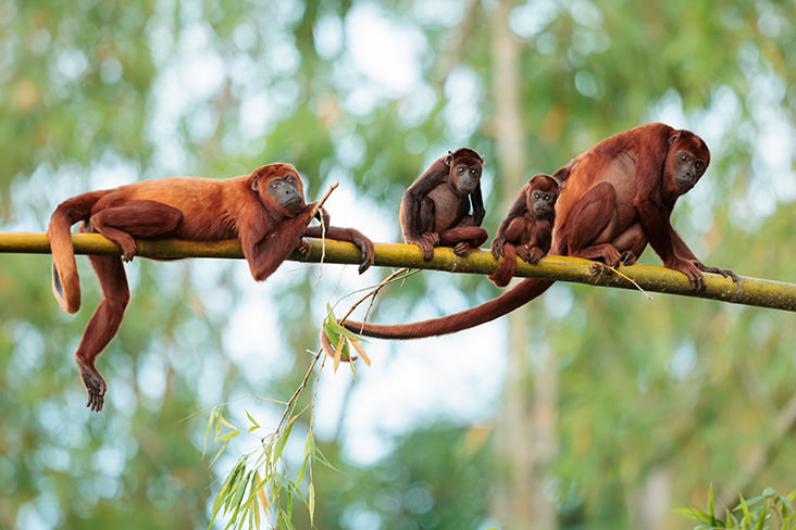 Red Howler Monkey Ecuador Amazonia
