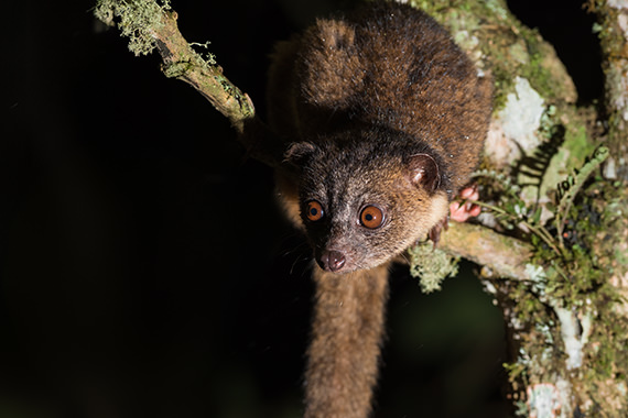 Olinguito Tandayapa Ecuador