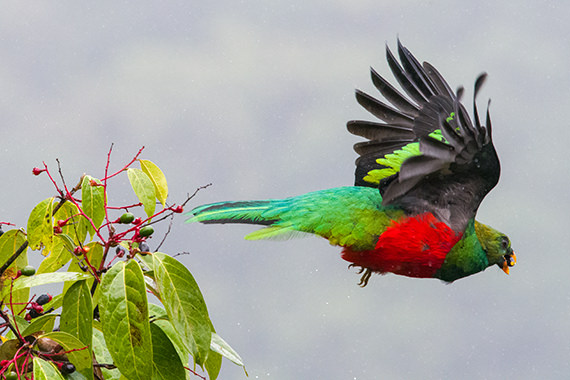 Quetzal Tandayapa Ecuador