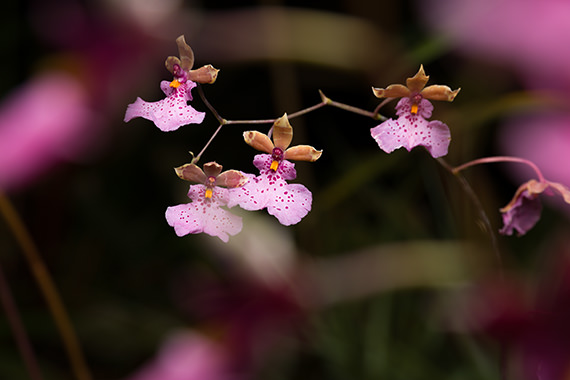  Caucaea olivacea orchid