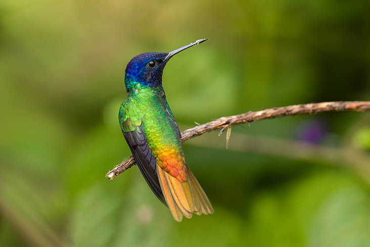 Amazon Rainforest Sapphire Hummingbird