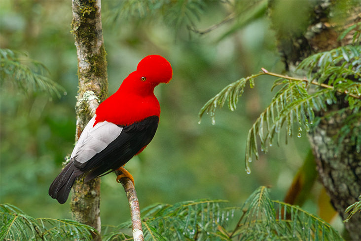 Andean Cock of the rock Ecuador 3