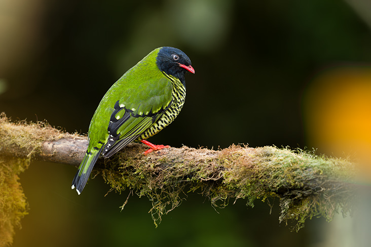 Barred Fruiteater Ecuador 2