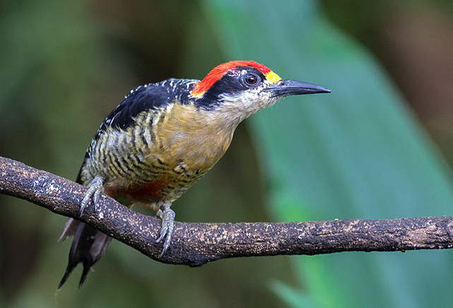 8 Day Bird Photo Tour - The Magic Birding Circuit