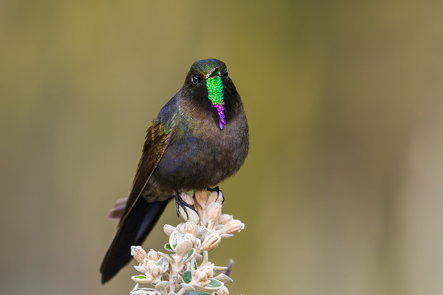 Blue mantled Thornbill 4 Jorge Luis Cruz Alcivar