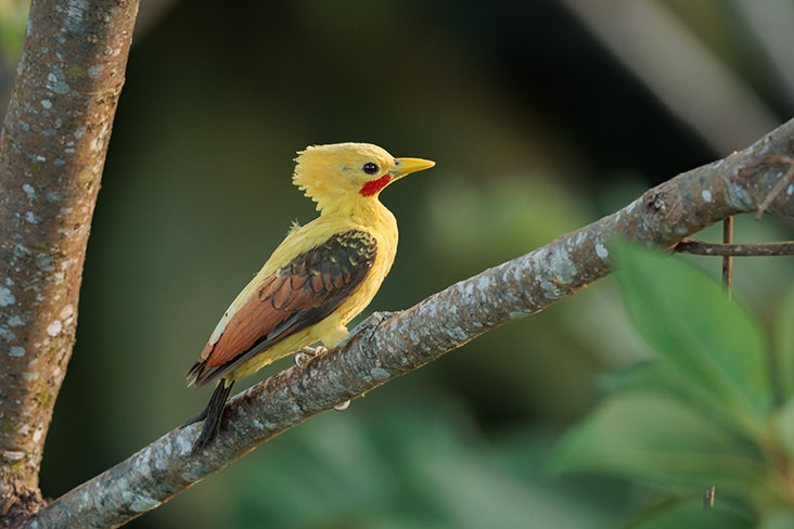 Crem colored Woodpecker Ecuadorian Amazon
