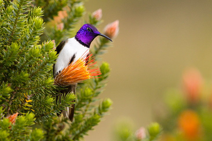 Ecuadorian Hillstar Ecuador