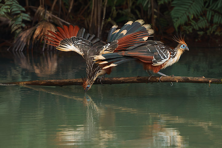 Hoatzin Amazon Rainforest