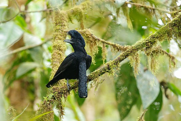 SAN JORGE LODGE MILPE BIRD SANCTUARY