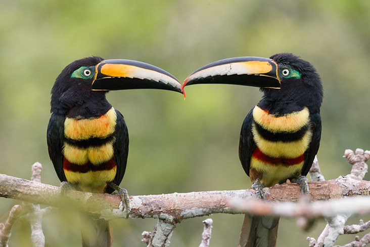 Many banded Aracari Amazon Rainforest