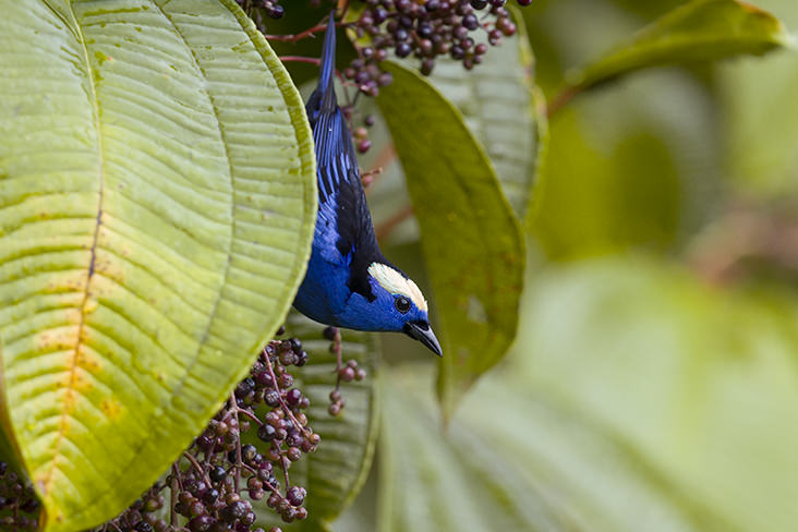 Opal crowned Tanager Amazon Rainforest