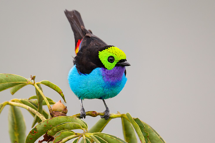 Paradise Tanager Amazon Rainforest