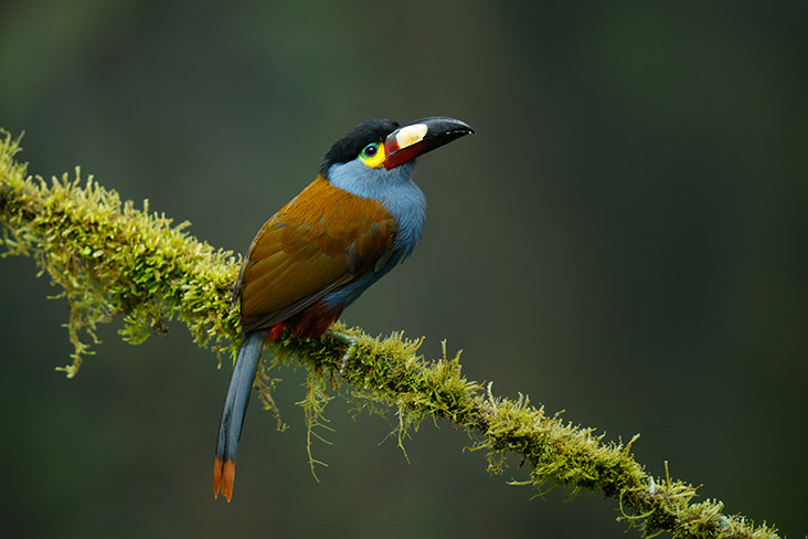 Plate billed Mountain Toucan Ecuador 2