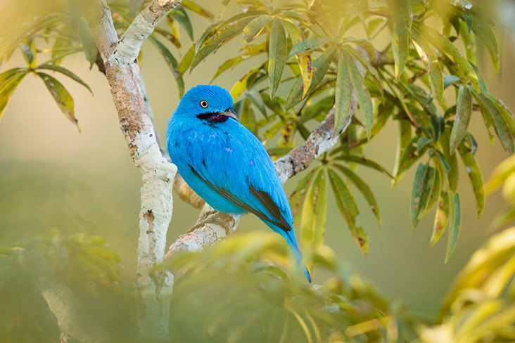Plum throated Cotinga Amazon Rainforest
