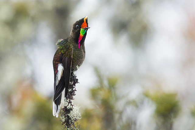 Rainbow bearded Thornbill Hummingbird Jorge Luis Cruz Alcivar