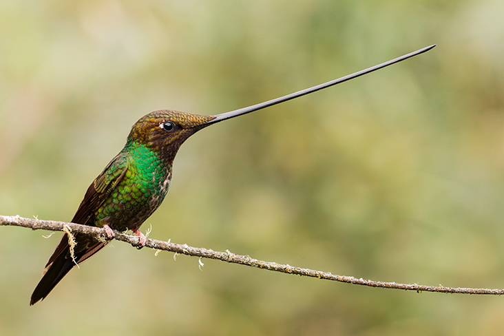 Sword billed Hummingbird Ecuador