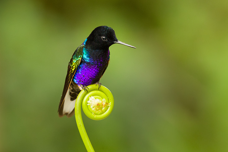 Velvet purple Coronet Ecuador 3