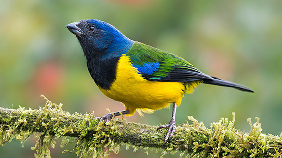 black chested mountain tanager thumb