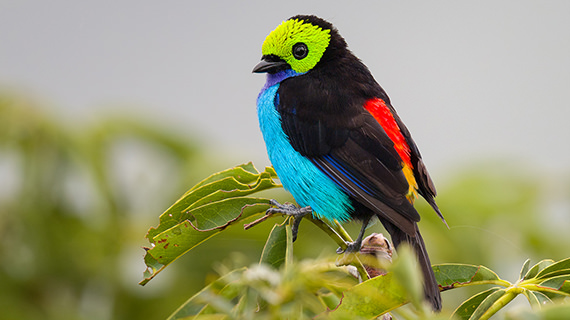 paradise tanager thumb