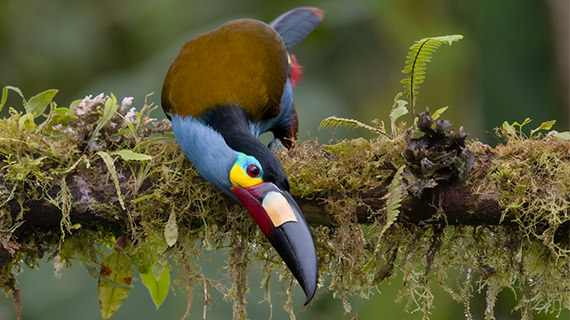 plate billed mountain toucan thumb