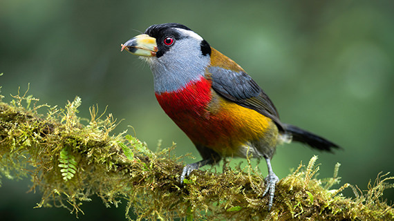 toucan barbet thumb